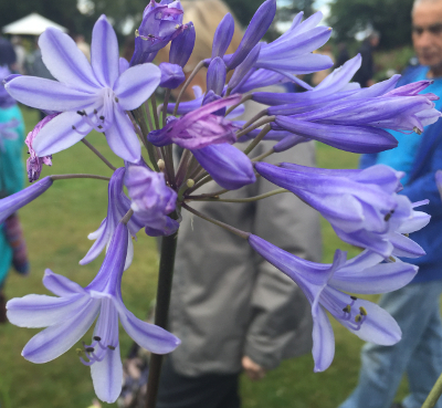 Agapanthus 'Windlebrooke'